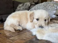 Beau-blue , a male Golden Retriever for sale in Fordland, MO – 6 of 9