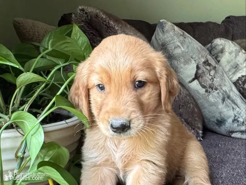 Copper-orange  – Golden Retriever puppy for sale in Fordland, MO
