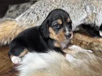 Olivia, a female Beagle for sale in Fordland, MO – 10 of 10