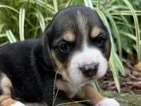 Jordy, a male Beagle for sale in Fordland, MO – 4 of 10