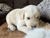 Paisley-pink, a female Golden Retriever for sale in Fordland, MO – 3 of 10