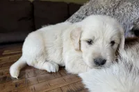 Koda-dk green , a male Golden Retriever for sale in Fordland, MO – 10 of 10