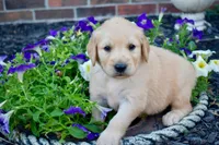 Rex, a male Golden Retriever for sale in Fordland, MO – 5 of 8