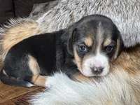 Jordy, a male Beagle for sale in Fordland, MO – 5 of 10