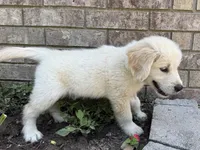 Cody-green, a male Golden Retriever for sale in Fordland, MO – 9 of 9