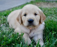 Tilly, a female Golden Retriever for sale in Fordland, MO – 6 of 8