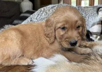 Bear-red, a male Golden Retriever for sale in Fordland, MO – 5 of 10
