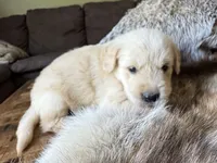 Paisley-pink, a female Golden Retriever for sale in Fordland, MO – 4 of 10