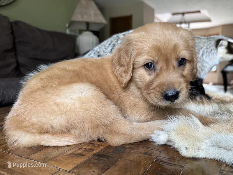Teddy-aqua – Golden Retriever puppy for sale in Fordland, MO
