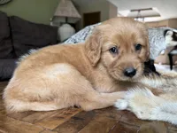 Teddy-aqua, a male Golden Retriever for sale in Fordland, MO – 1 of 10