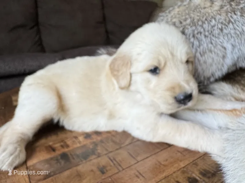 Pammy- purple  – Golden Retriever puppy for sale in Fordland, MO
