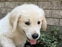 Cody, a male Golden Retriever for sale in Fordland, MO – 7 of 10