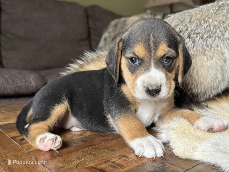 Jordy – Beagle puppy for sale in Fordland, MO