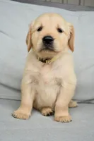 Honey-yellow, a female Golden Retriever for sale in Fordland, MO – 2 of 6