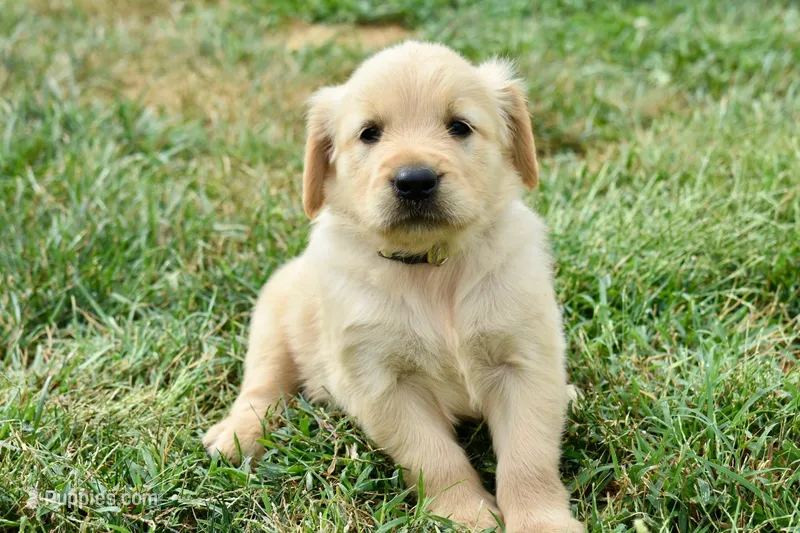 Honey-yellow – Golden Retriever puppy for sale in Fordland, MO