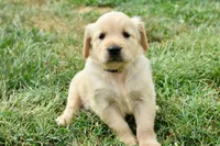 Honey-yellow, a female Golden Retriever for sale in Fordland, MO – 1 of 6