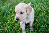 Sadie, a female Golden Retriever for sale in Fordland, MO – 4 of 8