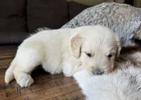 Cody-lt green, a male Golden Retriever for sale in Fordland, MO – 10 of 10