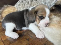 Paisley , a female Beagle for sale in Fordland, MO – 4 of 9