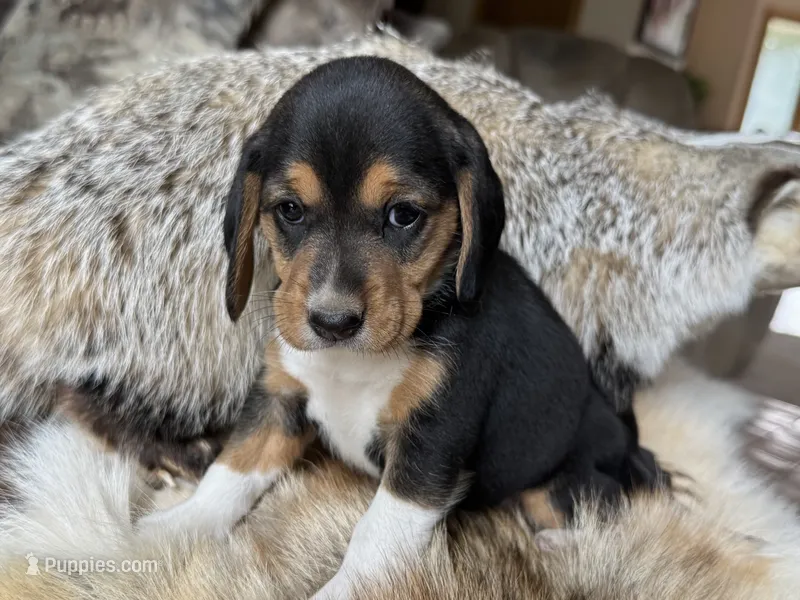 Olivia – Beagle puppy for sale in Fordland, MO