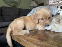 Teddy-aqua, a male Golden Retriever for sale in Fordland, MO – 7 of 10