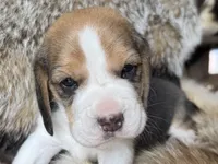 Scout, a male Beagle for sale in Fordland, MO – 3 of 10