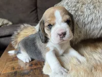 Scout, a male Beagle for sale in Fordland, MO – 9 of 10