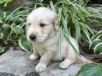 Rocky-red, a male Golden Retriever for sale in Fordland, MO – 9 of 10