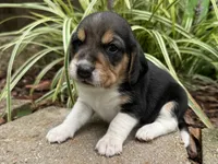 Tyler, a male Beagle for sale in Fordland, MO – 3 of 10