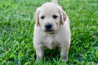Jack, a male Golden Retriever for sale in Fordland, MO – 3 of 7