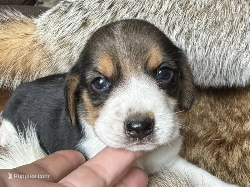 Scout – Beagle puppy for sale in Fordland, MO