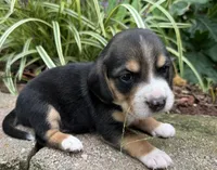 Jordy, a male Beagle for sale in Fordland, MO – 9 of 10