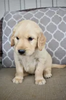 Jack , a male Golden Retriever for sale in Fordland, MO – 3 of 3
