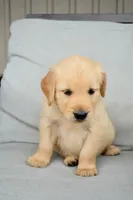 Honey-yellow, a female Golden Retriever for sale in Fordland, MO – 5 of 6