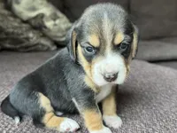Jordy, a male Beagle for sale in Fordland, MO – 7 of 10