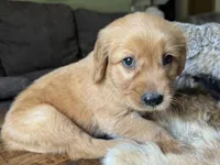 Teddy-aqua, a male Golden Retriever for sale in Fordland, MO – 8 of 10