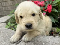 Paisley-pink, a female Golden Retriever for sale in Fordland, MO – 10 of 10