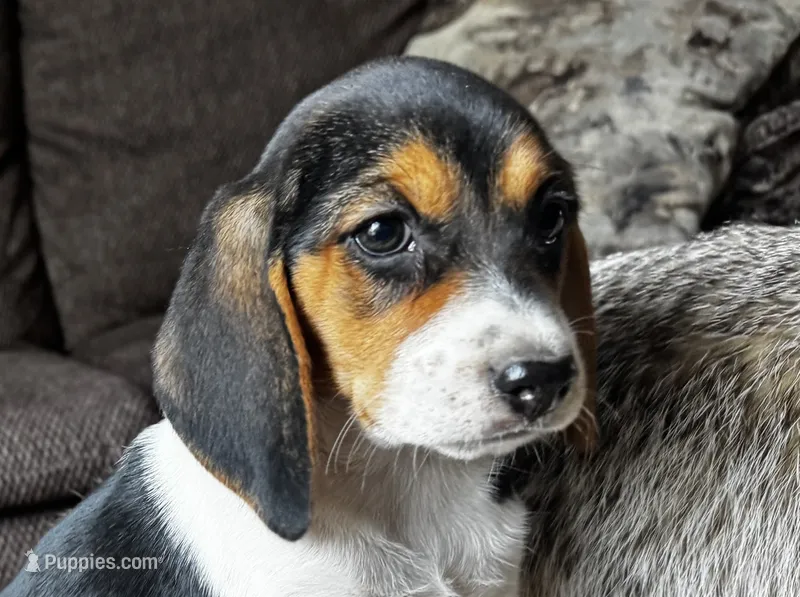 Paisley  – Beagle puppy for sale in Fordland, MO