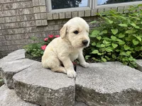 Pammy- purple , a female Golden Retriever for sale in Fordland, MO – 6 of 10