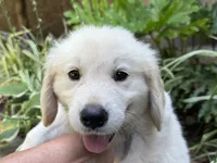 Cody, a male Golden Retriever for sale in Fordland, MO – 1 of 10