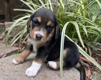 Champ, a male Beagle for sale in Fordland, MO – 6 of 10