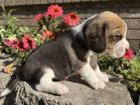 Scout, a male Beagle for sale in Fordland, MO – 5 of 10