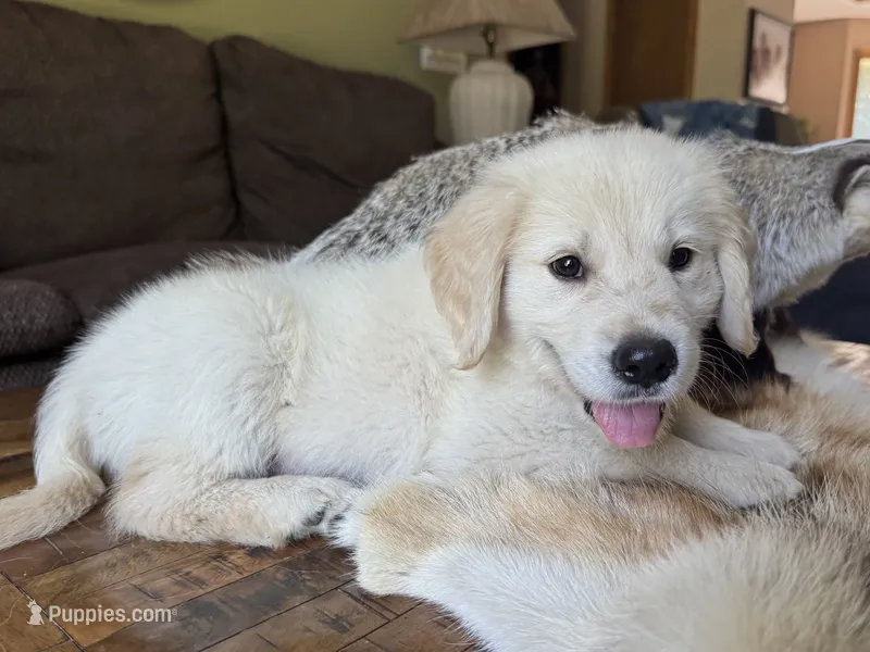 Cody – Golden Retriever puppy for sale in Fordland, MO