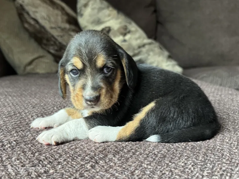 Olivia – Beagle puppy for sale in Fordland, MO
