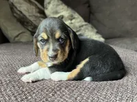 Olivia, a female Beagle for sale in Fordland, MO – 1 of 10