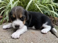 Scout, a male Beagle for sale in Fordland, MO – 10 of 10