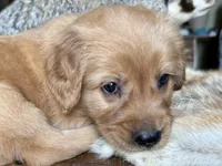 Teddy-aqua, a male Golden Retriever for sale in Fordland, MO – 2 of 10