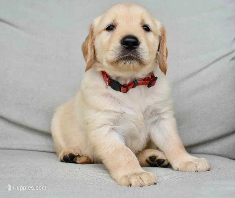Rosie-red – Golden Retriever puppy for sale in Fordland, MO