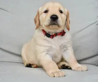 Rosie-red, a female Golden Retriever for sale in Fordland, MO – 1 of 4