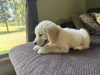 Cody, a male Golden Retriever for sale in Fordland, MO – 8 of 10